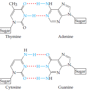 CHз
O.....H-NH
N-H.....N
Sugar
Sugar
Thymine
Adenine
н
N-H……
N *H-N
=N
Sugar
O.....H-NH
*• •H–NH
Sugar
Cytosine
Guanine
