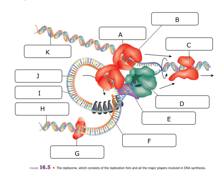 В
A
C
K
I
D
H
E
F
G
FIGURE 16.5 • The replisome, which consists of the replication fork and all the major players involved in DNA synthesis.
