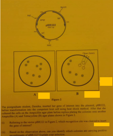 A
amp
PBR322
4301
fot
B
Clear Zones
Figure 2
The postgraduate student, Demika, inserted her gene of interest into the plasmid, pBR322,
before transformation into the competent host cell using heat shock method. After that she
cultured the cells on the Ampicillin agar plate before replica plating the colonies onto another
Ampicillin (A) and Tetracycline (B) agar plates shown in Figure 2.
(1)
Referring to the vector pBR322 in Figure 2, which recognition site was cleaved to insert
the gene of interest?
Based on the observation above, can you identify which colonies are carrying positive
mcombinants of BR322? Explain your selection.