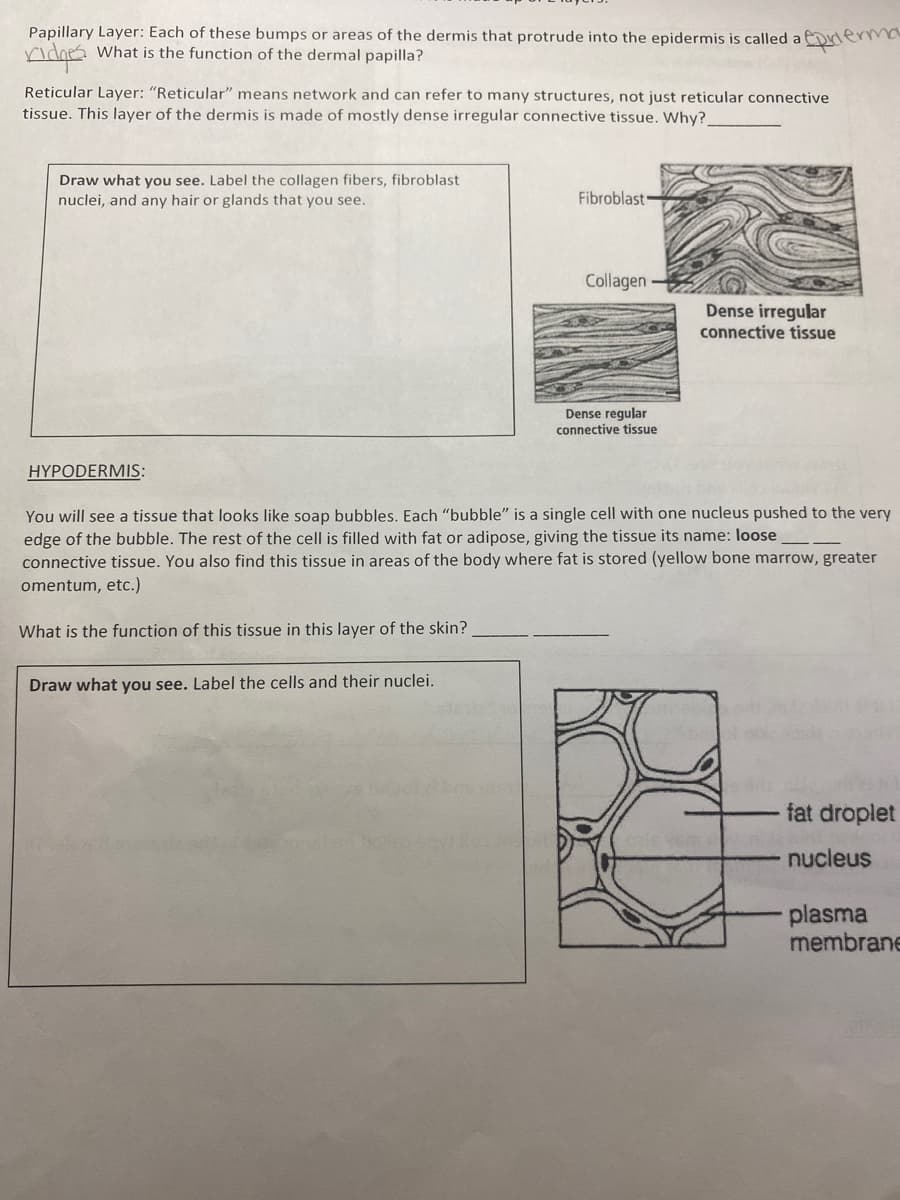 Papillary Layer: Each of these bumps or areas of the dermis that protrude into the epidermis is called a epiderma
ridges What is the function of the dermal papilla?
Reticular Layer: "Reticular" means network and can refer to many structures, not just reticular connective
tissue. This layer of the dermis is made of mostly dense irregular connective tissue. Why?_
Draw what you see. Label the collagen fibers, fibroblast
nuclei, and any hair or glands that you see.
HYPODERMIS:
Fibroblast:
Collagen
Dense regular
connective tissue
Dense irregular
connective tissue
You will see a tissue that looks like soap bubbles. Each "bubble" is a single cell with one nucleus pushed to the very
edge of the bubble. The rest of the cell is filled with fat or adipose, giving the tissue its name: loose
connective tissue. You also find this tissue in areas of the body where fat is stored (yellow bone marrow, greater
omentum, etc.)
What is the function of this tissue in this layer of the skin?
Draw what you see. Label the cells and their nuclei.
fat droplet
nucleus
plasma
membrane
