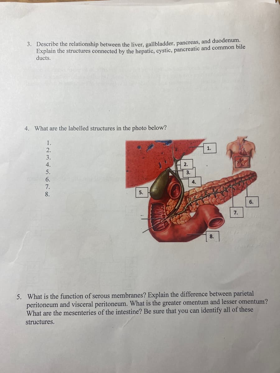 3. Describe the relationship between the liver, gallbladder, pancreas, and duodenum.
Explain the structures connected by the hepatic, cystic, pancreatic and common bile
ducts.
4. What are the labelled structures in the photo below?
1.
2.
3.
4.
5.
6.
7.
8.
5.
2.
3.
4.
1.
8.
7.
6.
5. What is the function of serous membranes? Explain the difference between parietal
peritoneum and visceral peritoneum. What is the greater omentum and lesser omentum?
What are the mesenteries of the intestine? Be sure that you can identify all of these
structures.