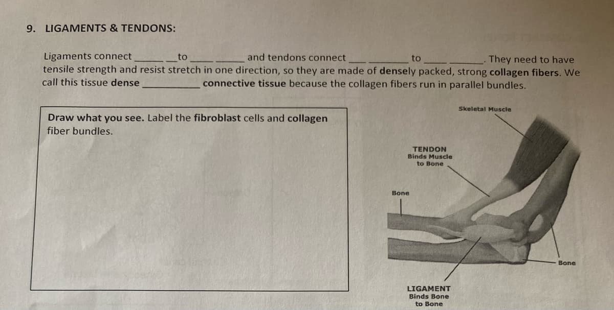 9. LIGAMENTS & TENDONS:
to
and tendons connect
They need to have
Ligaments connect
tensile strength and resist stretch in one direction, so they are made of densely packed, strong collagen fibers. We
call this tissue dense
connective tissue because the collagen fibers run in parallel bundles.
Draw what you see. Label the fibroblast cells and collagen
fiber bundles.
to
TENDON
Binds Muscle
to Bone
Bone
LIGAMENT
Binds Bone
to Bone
Skeletal Muscle
Bone