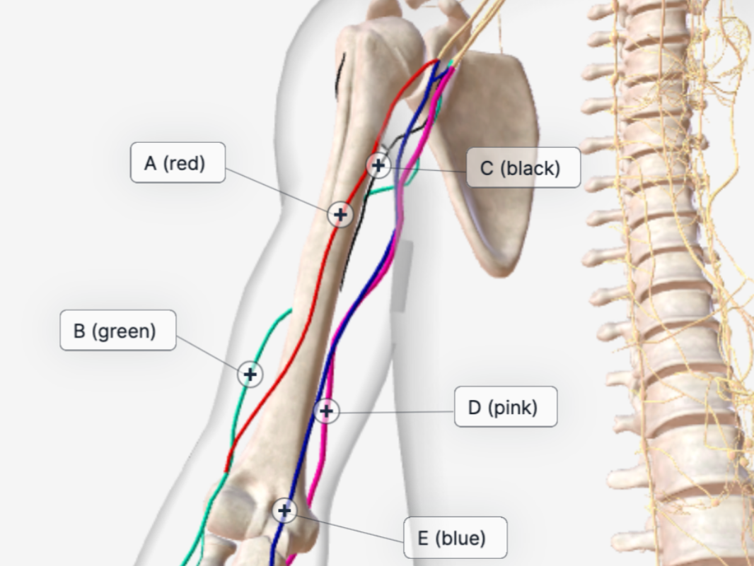 A (red)
C (black)
B (green)
D (pink)
E (blue)
