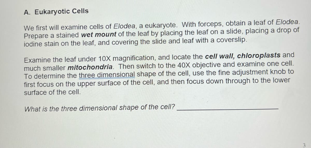 A. Eukaryotic Cells
We first will examine cells of Elodea, a eukaryote. With forceps, obtain a leaf of Elodea.
Prepare a stained wet mount of the leaf by placing the leaf on a slide, placing a drop of
iodine stain on the leaf, and covering the slide and leaf with a coverslip.
Examine the leaf under 10X magnification, and locate the cell wall, chloroplasts and
much smaller mitochondria. Then switch to the 40X objective and examine one cell.
To determine the three dimensional shape of the cell, use the fine adjustment knob to
first focus on the upper surface of the cell, and then focus down through to the lower
surface of the cell.
What is the three dimensional shape of the cell?
3