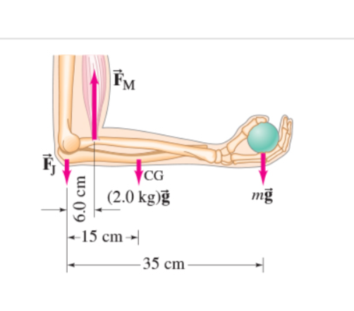 6.0 cm
FM
CG
(2.0 kg)ğ
-15 cm-
-35 cm
mg