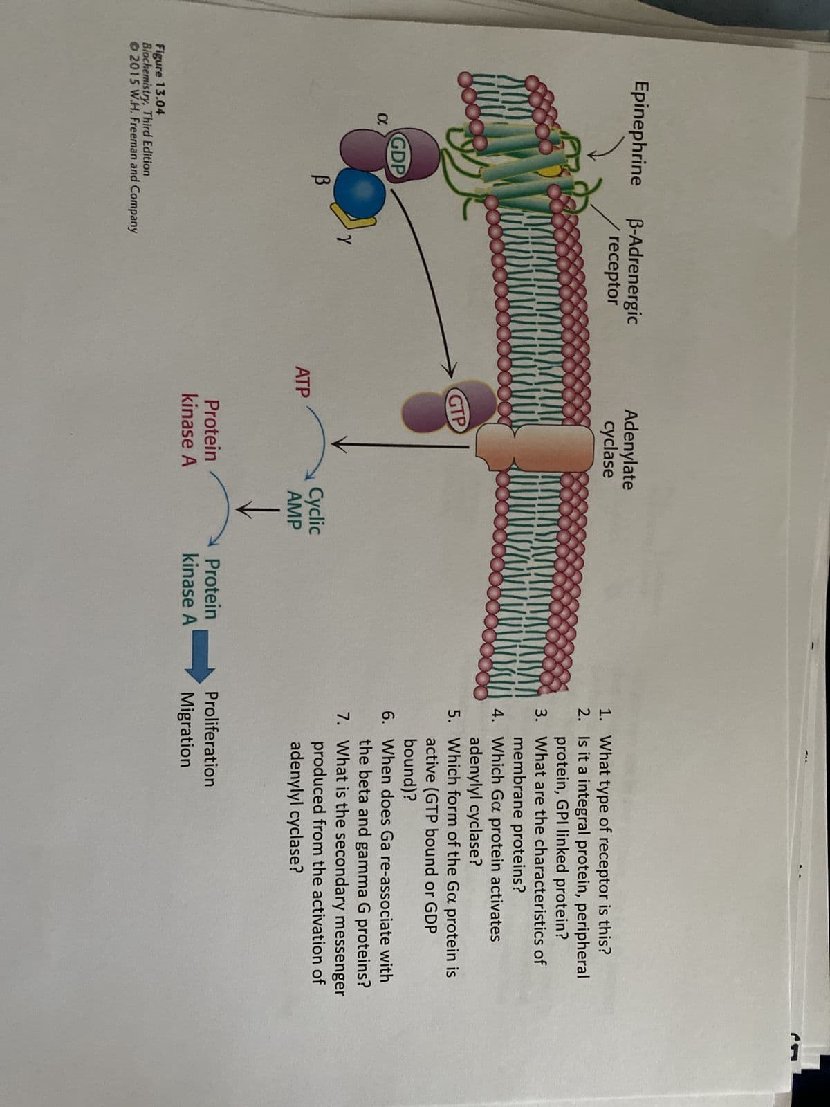 Epinephrine
α
GDP
B
B-Adrenergic
receptor
Figure 13.04
Biochemistry, Third Edition
2015 W.H. Freeman and Company
Y
KOMA
Adenylate
cyclase
GTP
ATP
Protein
kinase A
Cyclic
AMP
↓
W
Protein
kinase A
1. What type of receptor is this?
2.
Is it a integral protein, peripheral
protein, GPI linked protein?
3. What are the characteristics of
membrane proteins?
4. Which Ga protein activates
adenylyl cyclase?
5.
Which form of the Ga protein is
active (GTP bound or GDP
bound)?
6. When does Ga re-associate with
the beta and gamma G proteins?
7. What is the secondary messenger
produced from the activation of
adenylyl cyclase?
Proliferation
Migration