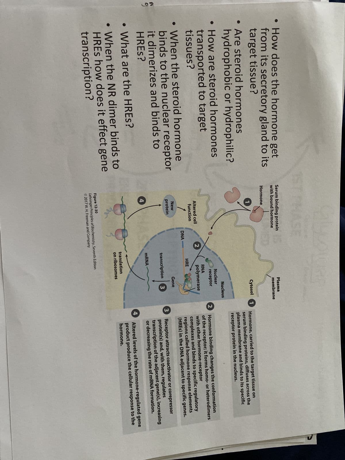 A
• How does the hormone get
from its secretory gland to its
target tissue?
• Are steroid hormones
hydrophobic or hydrophilic?
• How are steroid hormones
transported to target
tissues?
●
. When the steroid hormone
binds to the nuclear receptor
it dimerizes and binds to
HRES?
• What are the HRES?
●
●
When the NR dimer binds to
HRES how does it effect gene
transcription?
Serum binding protein
with bound hormone
Hormone
ASE
Altered cell
function
1
New
protein
4
2
DNA-
RNA
HRE
Plasma
membrane
mRNA
Nuclear
receptor
polymerase
transcription
Cytosol
Figure 12-30
Lehninger Principles of Biochemistry, Seventh Edition
© 2017 W. H. Freeman and Company
Nucleus
translation
on ribosomes
Gene
3
1
2
Hormone, carried to the target tissue on
serum binding proteins, diffuses across the
plasma membrane and binds to its specific
receptor protein in the nucleus.
3
Hormone binding changes the conformation
of the receptor; it forms homo- or heterodimers
with other hormone-receptor
4
complexes and binds to specific regulatory
regions called hormone response elements
(HREs) in the DNA adjacent to specific genes.
Receptor attracts coactivator or corepressor
protein(s) and, with them, regulates
transcription of the adjacent gene(s), increasing
or decreasing the rate of mRNA formation.
Altered levels of the hormone-regulated gene
product produce the cellular response to the
hormone.