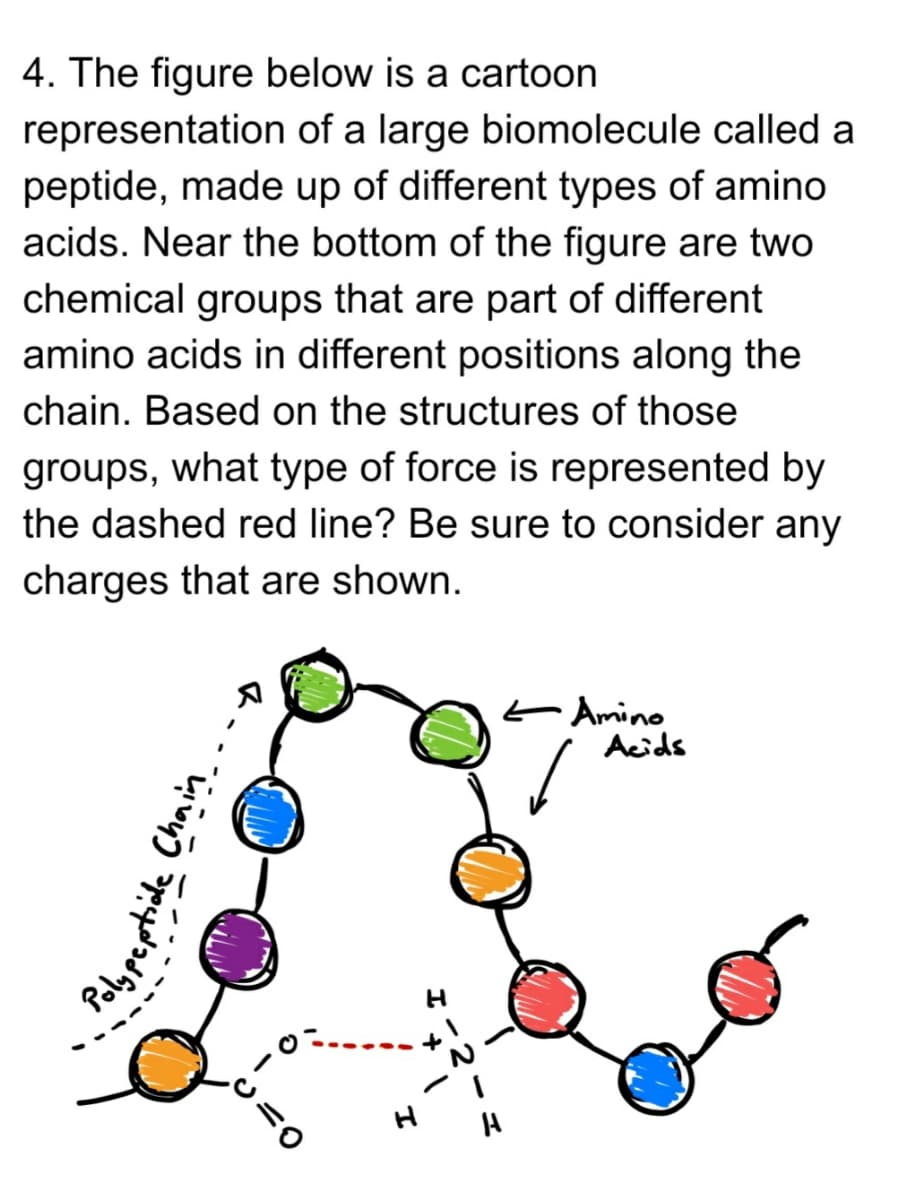 4. The figure below is a cartoon
representation of a large biomolecule called a
peptide, made up of different types of amino
acids. Near the bottom of the figure are two
chemical groups that are part of different
amino acids in different positions along the
chain. Based on the structures of those
groups, what type of force is represented by
the dashed red line? Be sure to consider any
charges that are shown.
E Amino
Acids
Palbpeptide Chain
