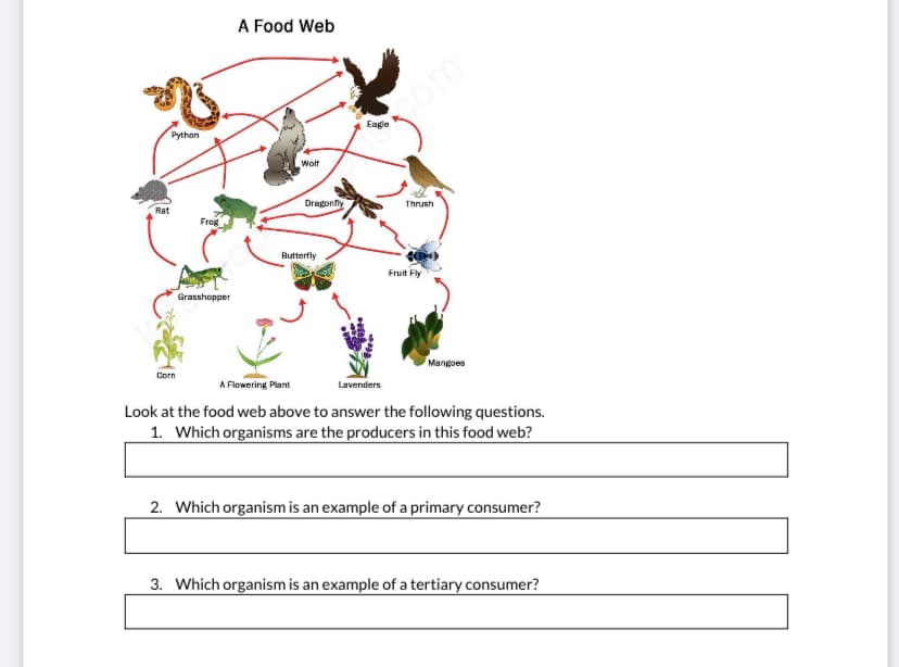 A Food Web
om
Eage
Pythan
Wolf
Rat
Dragonfly
Thrush
Frog
Butterfly
Fruit Fly
Grasshopper
Mangoes
Corn
A Flowering Plant
Lavenders
Look at the food web above to answer the following questions.
1. Which organisms are the producers in this food web?
2. Which organism is an example of a primary consumer?
3. Which organism is an example of a tertiary consumer?
