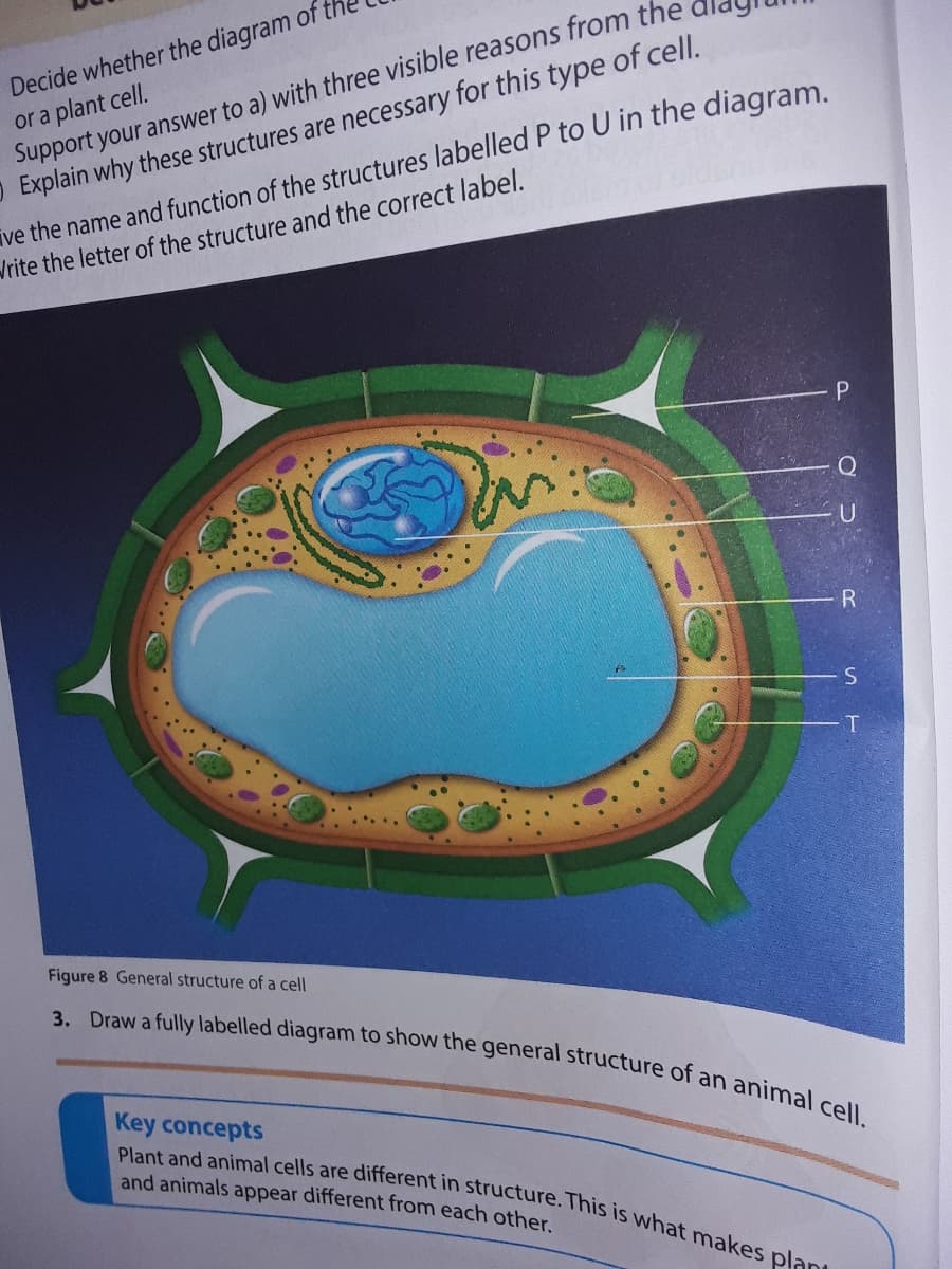 3. Draw a fully labelled diagram to show the general structure of an animal cell.
Plant and animal cells are different in structure. This is what makes plani
Decide whether the diagram of
or a plant cell.
Support your answer to a) with three visible reasons from the
O Explain why these structures are necessary for this type of cell.
ve the name and function of the structures labelled P to U in the diagram.
Vrite the letter of the structure and the correct label.
U
Figure 8 General structure of a cell
Key concepts
and animals appear different from each other.
