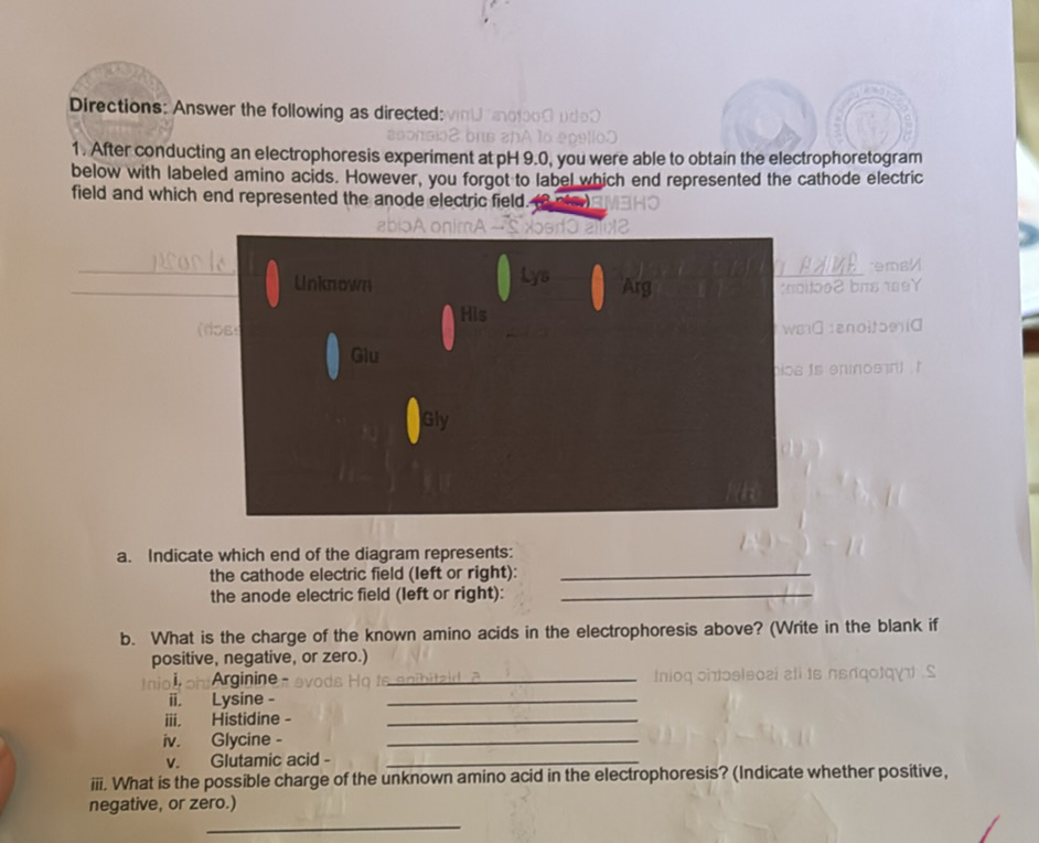 Directions: Answer the following as directed: vinuato de
00
200nsio2 bis an lo egello
1. After conducting an electrophoresis experiment at pH 9.0, you were able to obtain the electrophoretogram
below with labeled amino acids. However, you forgot to label which end represented the cathode electric
field and which end represented the anode electric field.
abioA onimA-S od
12
pronte
(does
Unknown
Glu
Gly
His
a. Indicate which end of the diagram represents:
the cathode electric field (left or right):
the anode electric field (left or right):
Arg
1 PADA emal
enditoo2 bms 100Y
word sanoitben
oe is enmost
b. What is the charge of the known amino acids in the electrophoresis above? (Write in the blank if
positive, negative, or zero.)
Inio, or Arginine - ovods Hq t6 anihitaid a
Inioq ontosleozi ali te neriqotqy S
ii.
Lysine-
iii.
Histidine -
iv.
Glycine -
V.
Glutamic acid-
iii. What is the possible charge of the unknown amino acid in the electrophoresis? (Indicate whether positive,
negative, or zero.)