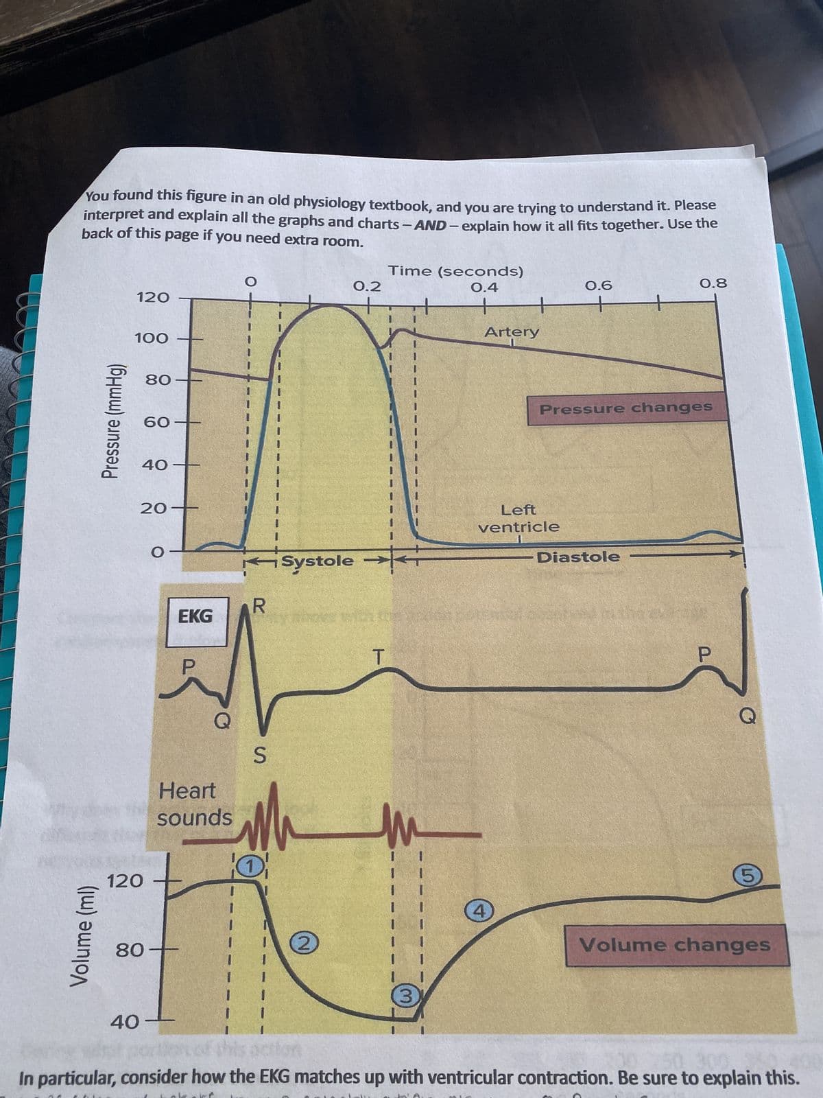 You found this figure in an old physiology textbook, and you are trying to understand it. Please
interpret and explain all the graphs and charts -AND-explain how it all fits together. Use the
back of this page if you need extra room.
Volume (ml)
Pressure (mmHg)
120
100
60
40
80
40
120
20
80
O
EKG
P
Q
Heart
sounds
O
R
S
Wh
①
0.2
→
Systole +
2
Time (seconds)
0.4
T
Artery
Left
ventricle
4
0.6
Pressure changes
0.8
Diastole
P
5
Volume changes
00 250 300,
In particular, consider how the EKG matches up with ventricular contraction. Be sure to explain this.