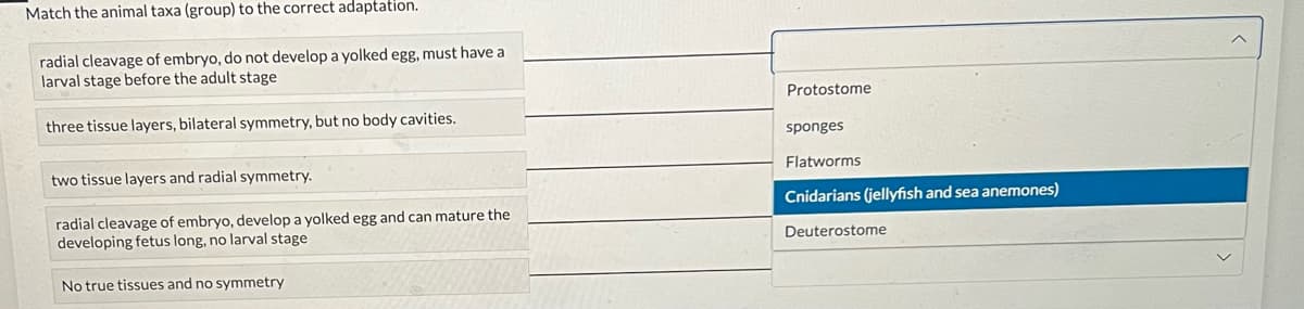 Match the animal taxa (group) to the correct adaptation.
radial cleavage of embryo, do not develop a yolked egg, must have a
larval stage before the adult stage
three tissue layers, bilateral symmetry, but no body cavities.
two tissue layers and radial symmetry.
radial cleavage of embryo, develop a yolked egg and can mature the
developing fetus long, no larval stage
No true tissues and no symmetry
Protostome
sponges
Flatworms
Cnidarians (jellyfish and sea anemones)
Deuterostome