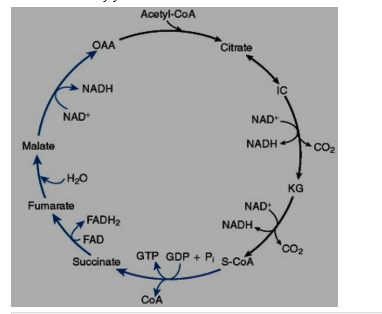 Acetyl-CoA
OAA
Citrate
NADH
IC
NAD
NAD+
Malate
NADH
CO2
о'н
ка
Fumarate
NAD:
FADH2
NADH
FAD
CO2
GTP GDP + P s-COA
Succinate
CoA
