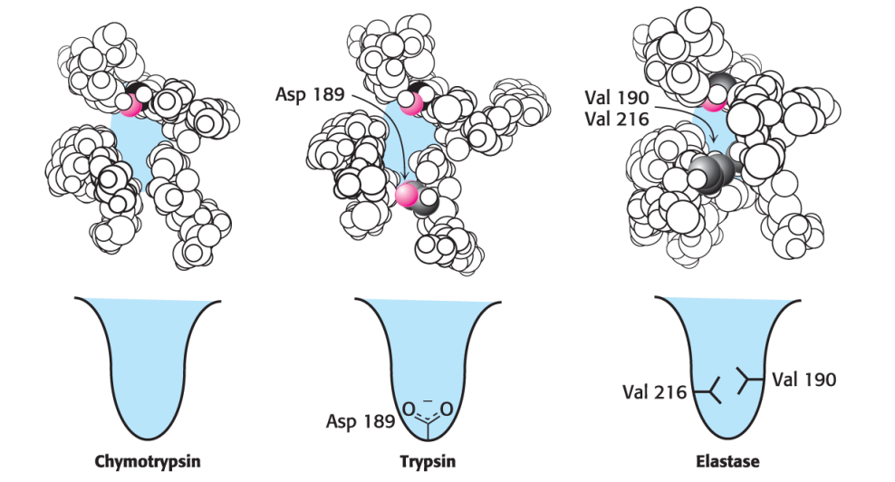 v
Chymotrypsin
Asp 189
Asp 189
Trypsin
Val 190
Val 216
wake
Val 216
Elastase
Val 190