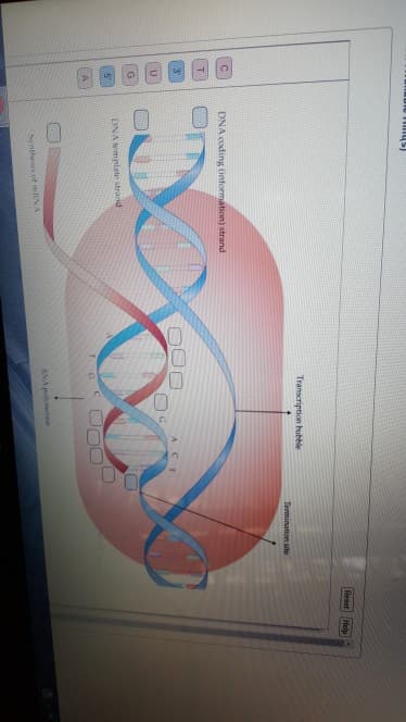 C
T
3
U
G
5
A
DNA coding (information) strand
DNA template strand
Synthesis of mRNA
Transcription bubble
000
O
TG
RNA polymerase
ACT
Termination site
Reset Help