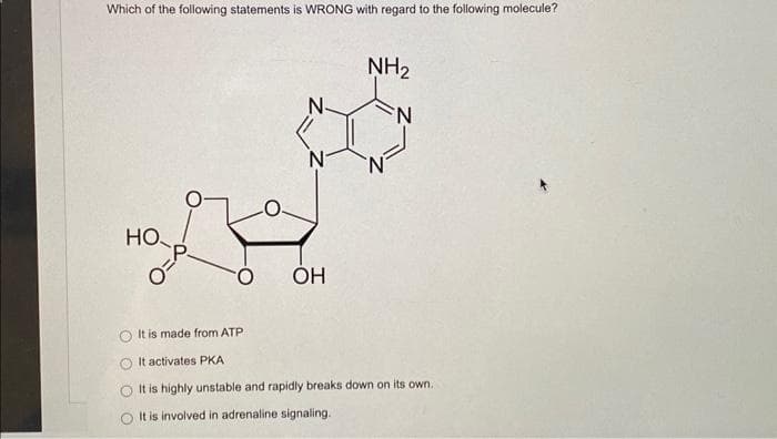 Which of the following statements is WRONG with regard to the following molecule?
HO
O
OH
NH₂
N
It is made from ATP
It activates PKA
It is highly unstable and rapidly breaks down on its own.
It is involved in adrenaline signaling.