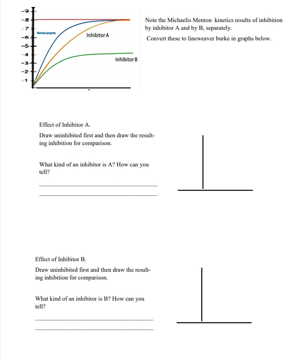 Note the Michaelis Menton kinetics results of inhibition
by inhibitor A and by B, separately.
Normal enzyme
Inhibitor A
Convert these to lineweaver burke in graphs below.
-5+
-4
Inhibitor B
-3+
-2
Effect of Inhibitor A.
Draw uninhibited first and then draw the result-
ing inhibition for comparison.
What kind of an inhibitor is A? How can you
tell?
Effect of Inhibitor B.
Draw uninhibited first and then draw the result-
ing inhibition for comparison.
What kind of an inhibitor is B? How can you
tell?
