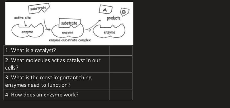 substrate
active site
substrate
enzyme
enzyme
enzyme-substrate complex
1. What is a catalyst?
2. What molecules act as catalyst in our
cells?
3. What is the most important thing
enzymes need to function?
4. How does an enzyme work?
A
products
enzyme
B