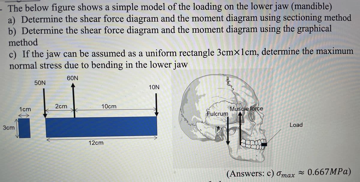 - The below figure shows a simple model of the loading on the lower jaw (mandible)
a) Determine the shear force diagram and the moment diagram using sectioning method
b) Determine the shear force diagram and the moment diagram using the graphical
method
c) If the jaw can be assumed as a uniform rectangle 3cm×1cm, determine the maximum
normal stress due to bending in the lower jaw
60N
50N
10N
2cm
10cm
1cm
Muscle force
Fulcrum
Load
3cm
12cm
(Answers: c) Omax
~ 0.667MPA)
