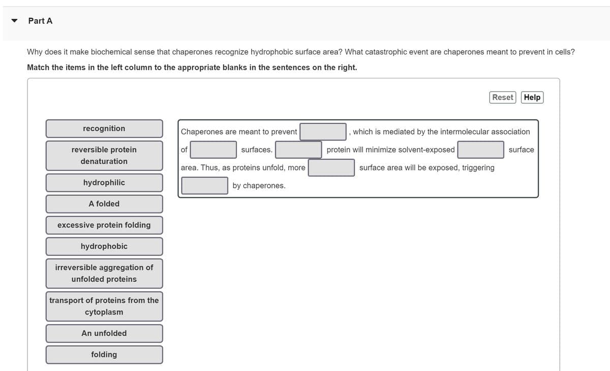 Part A
Why does it make biochemical sense that chaperones recognize hydrophobic surface area? What catastrophic event are chaperones meant to prevent in cells?
Match the items in the left column to the appropriate blanks in the sentences on the right.
recognition
reversible protein
denaturation
hydrophilic
A folded
excessive protein folding
hydrophobic
irreversible aggregation of
unfolded proteins
transport of proteins from the
cytoplasm
An unfolded
folding
Chaperones are meant to prevent
of
surfaces.
area. Thus, as proteins unfold, more
by chaperones.
Reset
Help
which is mediated by the intermolecular association
protein will minimize solvent-exposed
surface area will be exposed, triggering
surface