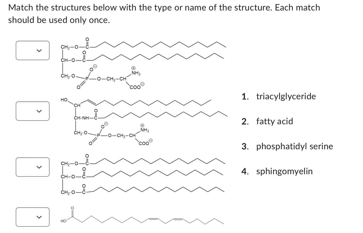 Match the structures below with the type or name of the structure. Each match
should be used only once.
>
CH₂
CH-
но.
CH
HO
CH₂
CH-0_8
0=
CHÍNH
CH,O
L
CH₂0-8-
CH2O
O=C
O–CH,CH
O=0
NH3
2−CH2-CH
NH3
COO
1. triacylglyceride
2. fatty acid
3. phosphatidyl serine
4. sphingomyelin