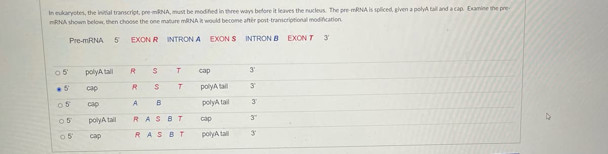 In eukaryotes, the initial transcript, pre-mRNA, must be modified in three ways before it leaves the nucleus. The pre-MRNA is spliced, given a polyA tail and a cap. Examine the pre-
MRNA shown below, then choose the one mature MRNA it would become aftër post-transcriptional modification.
Pre-MRNA
5'
EXON R
INTRON A
EXON S
INTRON B
EXON T
31
polyA tail
S
сар
3'
• 5'
сар
T
polyA tail
3"
сар
polyA tail
3'
polyA tail
RAS
в т
сар
3"
RAS BT
polyA tail
3'
сар
