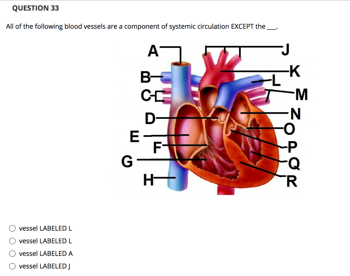 QUESTION 33
All of the following blood vessels are a component of systemic circulation EXCEPT the
A
-K
B
CE
D-
E
F-
G
TR
vessel LABELED L
vessel LABELED L
vessel LABELED A
vessel LABELED J
