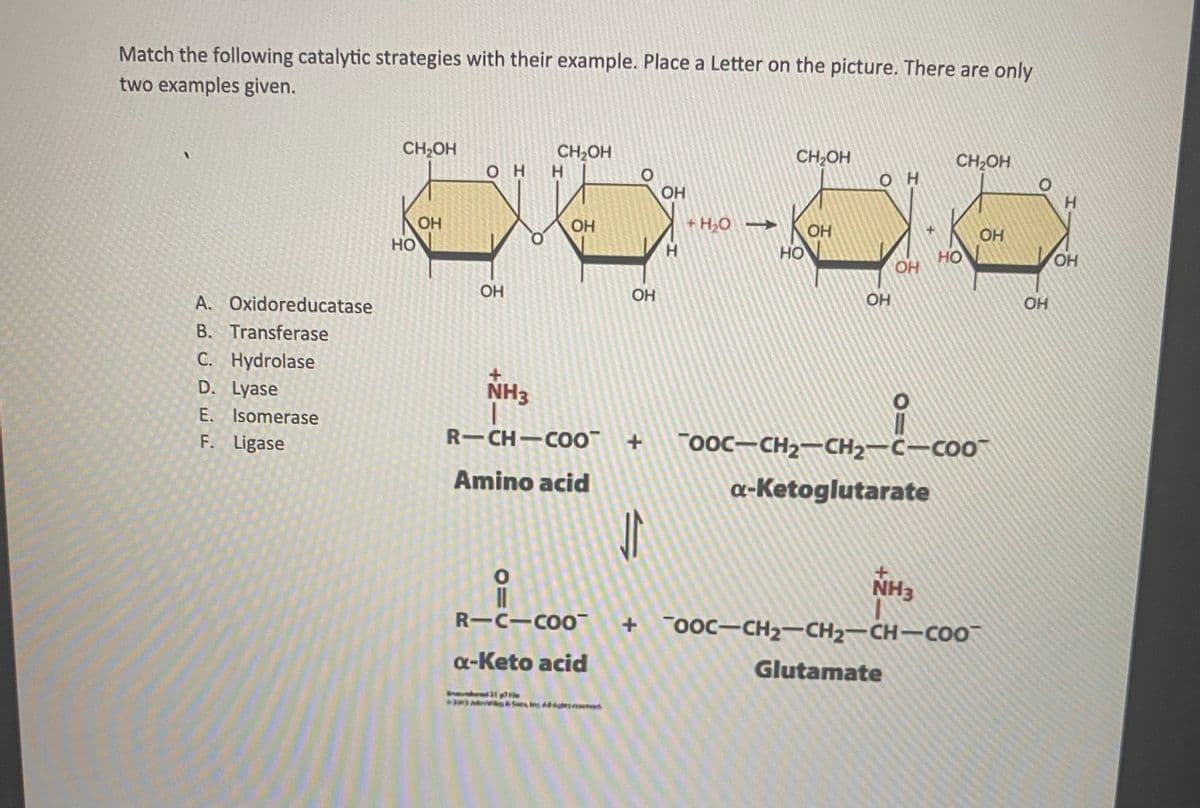 Match the following catalytic strategies with their example. Place a Letter on the picture. There are only
two examples given.
CH2OH
CH2OH
H.
CH,OH
CH2OH
он
он
OH
Kon
+ H2O
OH
HO
OH
OH
OH
HO
но
OH
OH
OH
OH
A. Oxidoreducatase
OH
OH
B. Transferase
C. Hydrolase
D. Lyase
NH3
E. Isomerase
F. Ligase
R-CH-COO + 00C-CH2-CH2-C-COO
Amino acid
a-Ketoglutarate
NH3
+ 00c-CH2-CH2–CH-C0
R-C-COO
a-Keto acid
Glutamate
