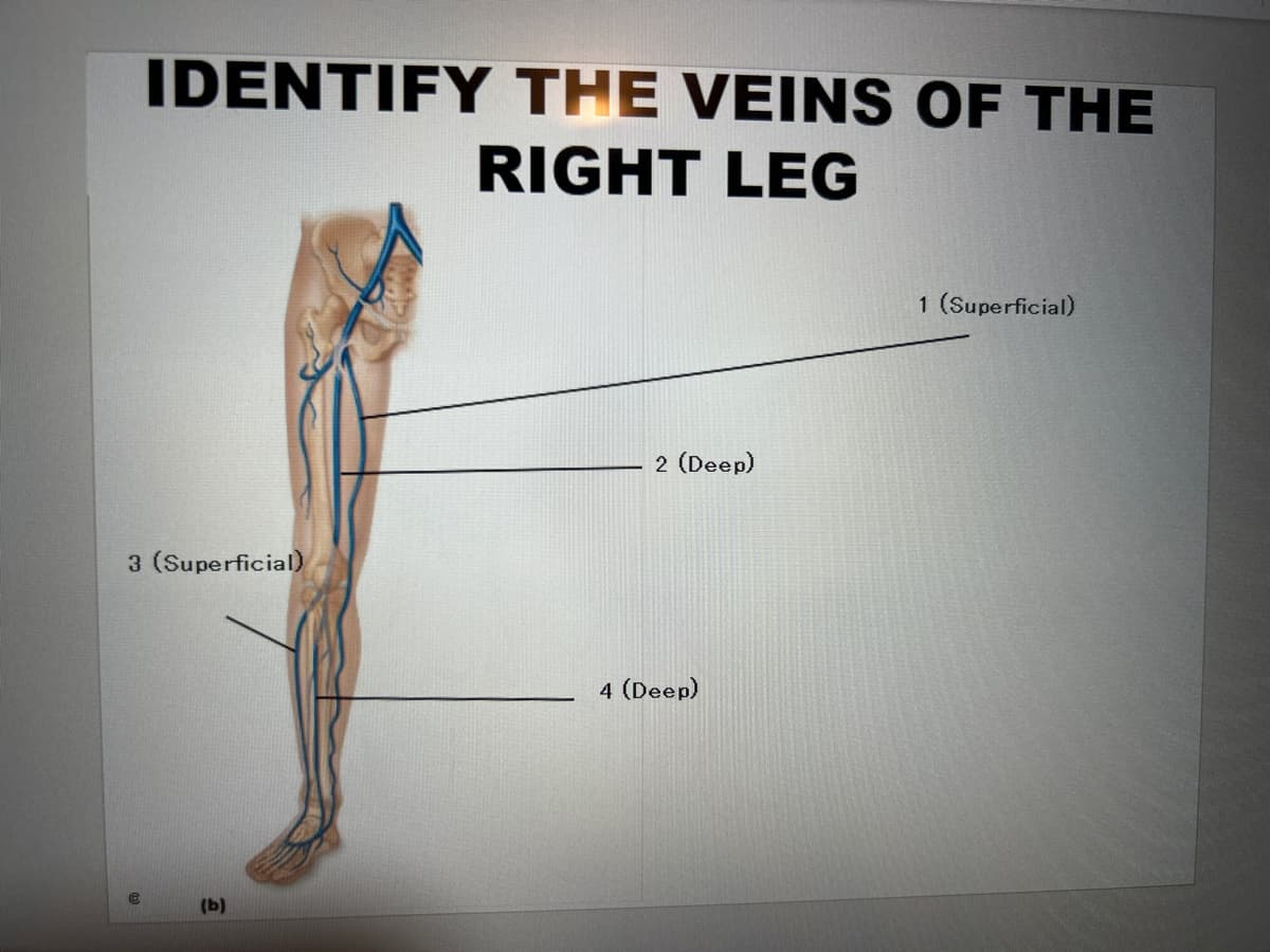 IDENTIFY THE VEINS OF THE
RIGHT LEG
3 (Superficial)
€
(b)
2 (Deep)
4 (Deep)
1 (Superficial)