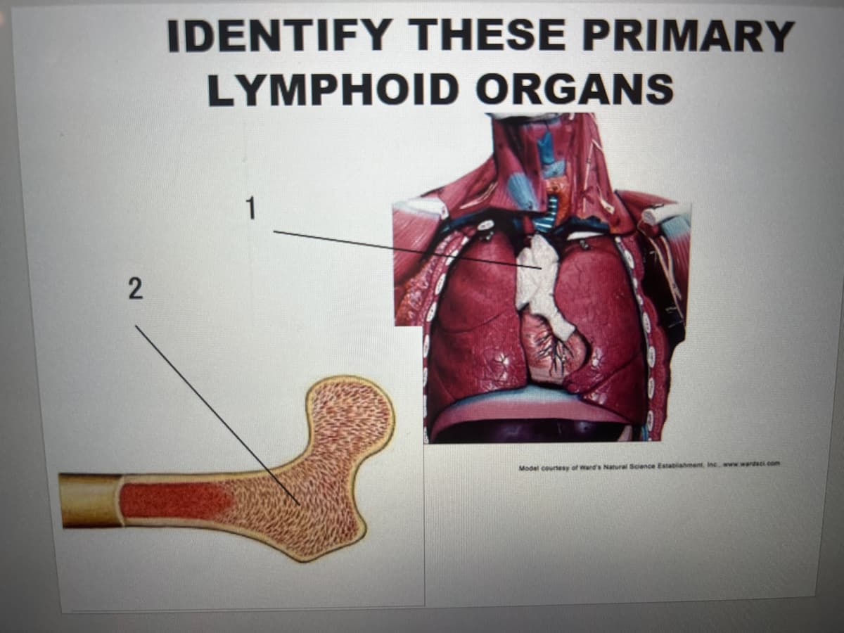 2
IDENTIFY THESE PRIMARY
LYMPHOID ORGANS
1
Model courtesy of Ward's Natural Science Establishment, Inc, www.wardsci.com