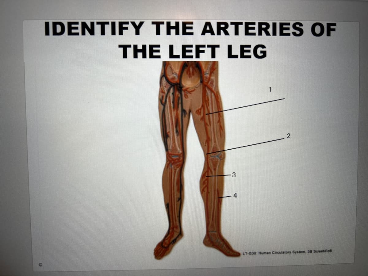 IDENTIFY THE ARTERIES OF
THE LEFT LEG
3
4
1
2
LT-G30: Human Circulatory System, 38 Scientific