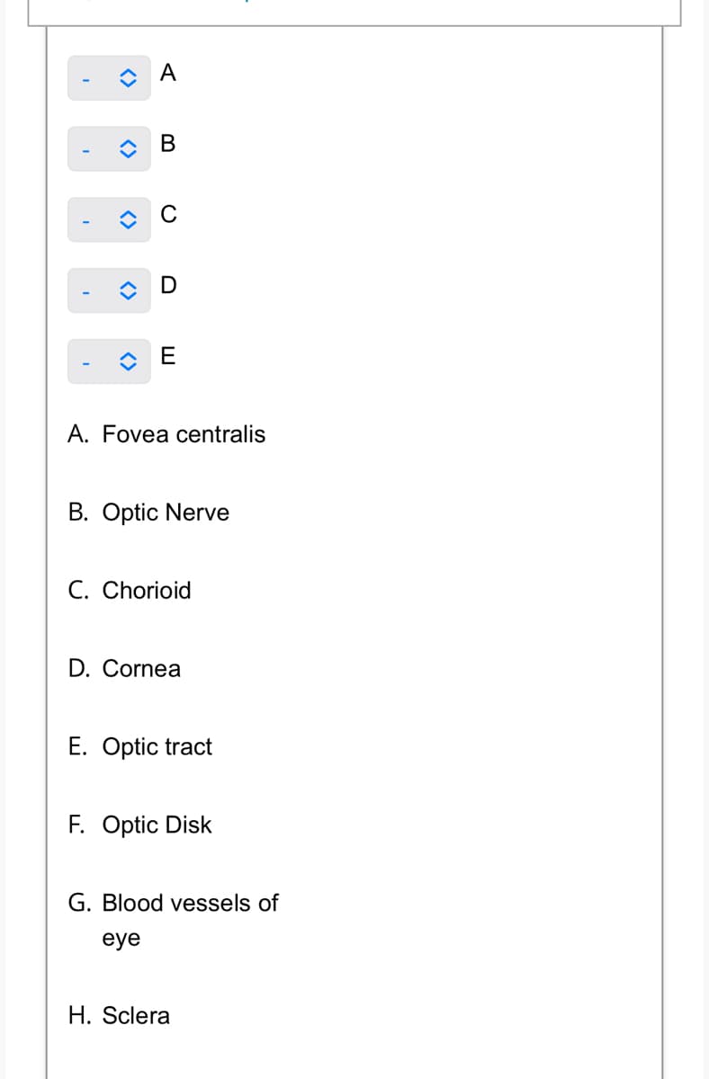 <>
<>
<>
A
B
D
E
A. Fovea centralis
B. Optic Nerve
C. Chorioid
D. Cornea
E. Optic tract
F. Optic Disk
G. Blood vessels of
eye
H. Sclera