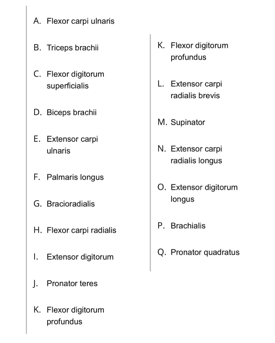 A. Flexor carpi ulnaris
B. Triceps brachii
C. Flexor digitorum
superficialis
D. Biceps brachii
E. Extensor carpi
ulnaris
F. Palmaris longus
G. Bracioradialis
H. Flexor carpi radialis
1. Extensor digitorum
J. Pronator teres
K. Flexor digitorum
profundus
K. Flexor digitorum
profundus
L. Extensor carpi
radialis brevis
M. Supinator
N. Extensor carpi
radialis longus
O. Extensor digitorum
longus
P. Brachialis
Q. Pronator quadratus