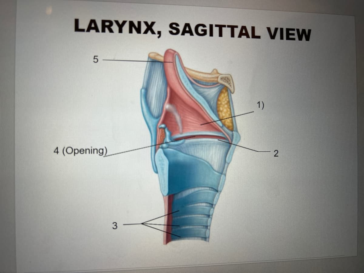 LARYNX, SAGITTAL VIEW
5
4 (Opening)
1)
3
2