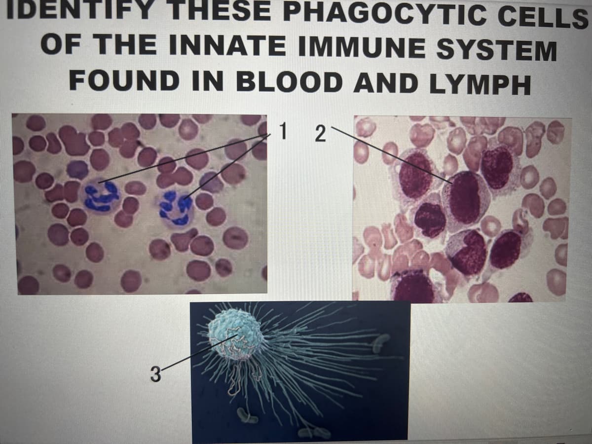 IDENTIFY THESE PHAGOCYTIC CELLS
OF THE INNATE IMMUNE SYSTEM
FOUND IN BLOOD AND LYMPH
1 2
3