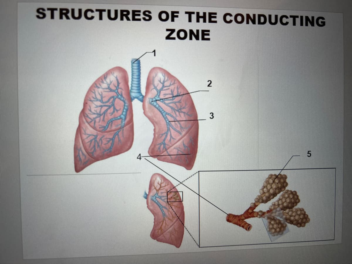 STRUCTURES OF THE CONDUCTING
ZONE
2
5