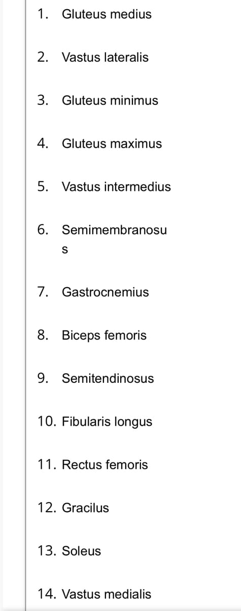 1. Gluteus medius
2. Vastus lateralis
3. Gluteus minimus
4. Gluteus maximus
5. Vastus intermedius
6. Semimembranosu
S
7. Gastrocnemius
8. Biceps femoris
9. Semitendinosus
10. Fibularis longus
11. Rectus femoris
12. Gracilus
13. Soleus
14. Vastus medialis