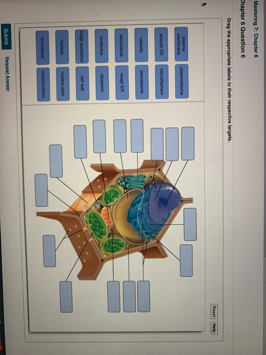 Mastering 7: Chapter 6
Chapter 6 Question 6
Drag the appropriate labels to their respective targets.
plasma
membrane
smooth ER
vacuole
microtubule
nucleolus
Golgi apparatus
nucleus
plasmodesma
microfilament
peroxisome
rough ER
ribosome
cell wall
nuclear pore
chloroplast mitochondrion
Submit Request Answer
Reset Help
