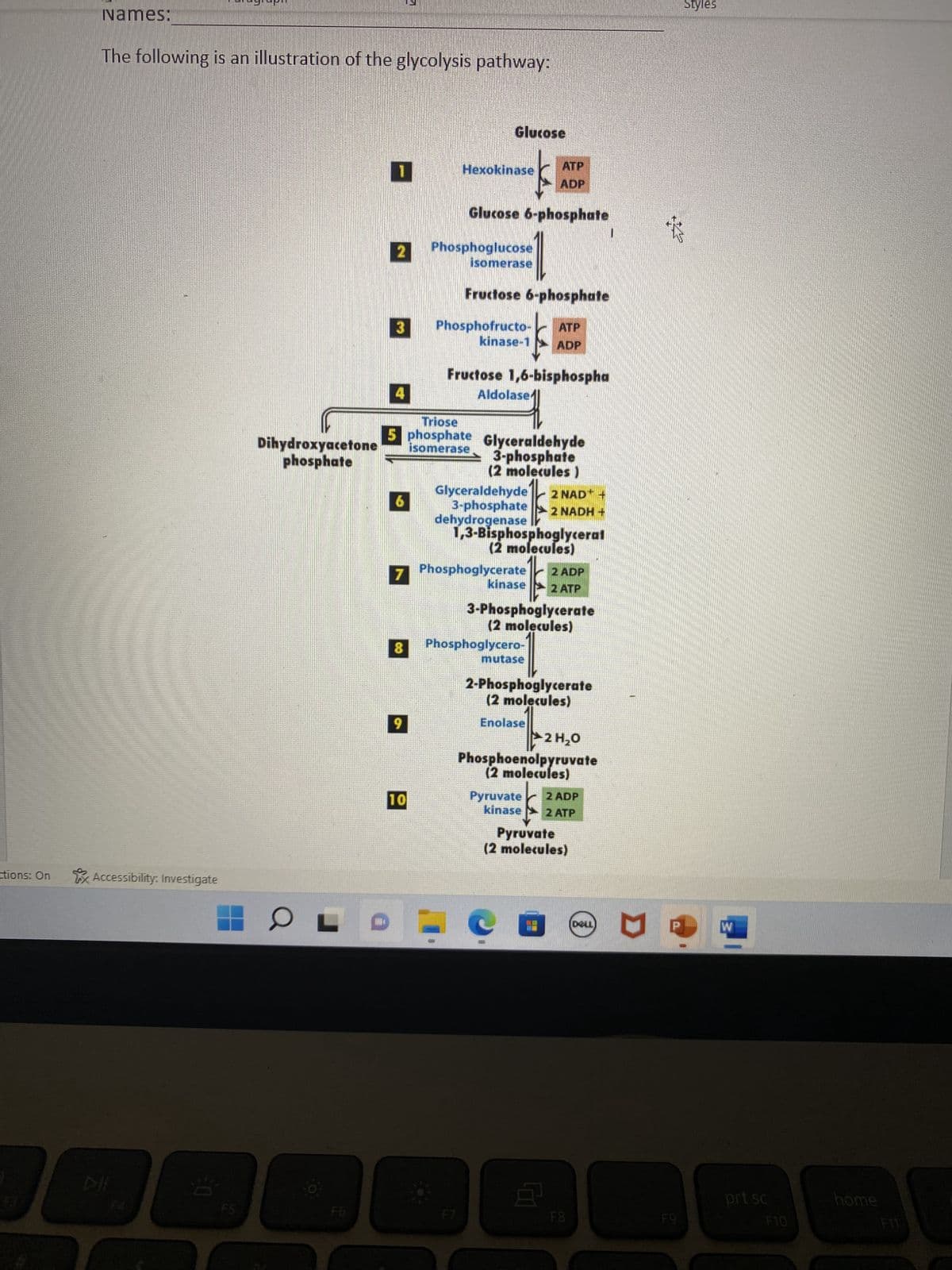 ctions: On
Names:
The following is an illustration of the glycolysis pathway:
Accessibility: Investigate
Dihydroxyacetone
phosphate
HO
1
3
4
6
8
9
Glucose
k
Hexokinase ATP
Glucose 6-phosphate
Phosphoglucose
isomerase
Triose
5 phosphate Glyceraldehyde
isomerase.
3-phosphate
(2 molecules)
10
Fructose 6-phosphate
$1
Phosphofructo- ATP
kinase-1 ADP
Fructose 1,6-bisphospha
Aldolase
7 Phosphoglycerate
Glyceraldehyde 2 NAD+ +
3-phosphate 2 NADH +
dehydrogenase
1,3-Bisphosphoglycerat
(2 molecules)
1
kinase 2 ATP
3-Phosphoglycerate
(2 molecules)
F7
ADP
Phosphoglycero-
mutase
2 ADP
2-Phosphoglycerate
(2 molecules)
Enolase
2 H₂O
Phosphoenolpyruvate
(2 molecules)
Pyruvate 2 ADP
kinase 2 ATP
8¹
Pyruvate
(2 molecules)
DELL
D
F9
Styles
W
prt sc
F10
home