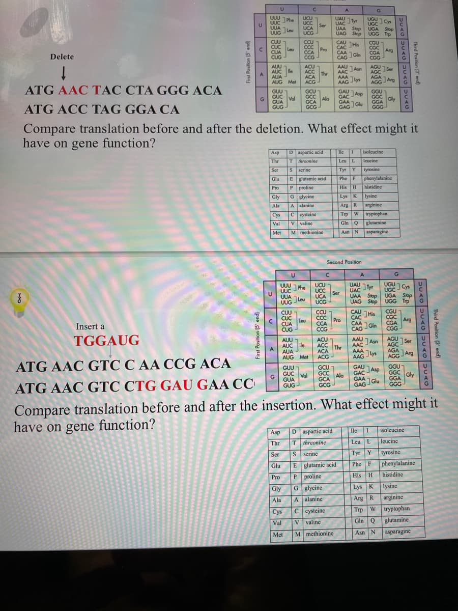 U
UUU
UAU 11yr
Phe
UUC
UUA
Leu
UUG Jle
UCU
UCC
UCA
UCG
UGU
UGC Cys
UGA Stop
UAG Skop UGG Trp
UAC
Ser
UAA Stop
CUU
CUC
CỦA
CUG
CAU
JHis
CAC
CGU
CGC
CGA
CGG
CCC
Leu
Pro
Arg
ССА
Delete
CCA
CG
CAA
CAG JGIN
Gln
AUU
AUC le
AUA
AUG Met
AGU 1 Ser
AGC
AGA
AGGJArg
1.
ACU
ACC
The
ACA
ACG
AAU
M
AAC
AAA
AAG Jlys
JAun
ATG AAC TAC CTA GGG ACA
GAU JAsp
GAC
GAA
GAG JGlu
GUU
GUC Val
G
GUA
GCU
GCC
GCA Ala
GCG
GGU
GGC
Gly
ATG ACC TAG GGA CA
GGA
GGG
GUG
G.
Compare translation before and after the deletion. What effect might it
have on gene function?
Asp
Daspartic acid
lleI
isolcucine
Thr
T threonine
Leu L
leucine
Ser
S serine
Туr Y
tyrosine
Glu
E glutamic acid
Phe F
phenylalanine
Pro
P proline
His H
histidine
Lys K
Arg R
Gly
G glycine
lysine
Ala
A alanine
arginine
Cys
C cysteine
Trp W
tryptophan
Val
V valine
Gln Q
glutamine
Met
M methionine
Asn N
asparagine
Second Position
UGU 1Cy
UCU
UCC
Ser
UCA
UG
UUU Phe
UAU
UAC Ty
UAA Slop UGA Stop
UAG Slop UGG Trp
UGC
UUC
U
UUA Leu
] low
UUG
CUU
CÚC
A Leu
CCU
CCC Pro
CA
CCG
CGU 1
CGC
CGA Arg
CGG
CAU THis
CUA
CUG
CAC
CAA
CAG Gln
Insert a
ln
AGU 1 Ser
TGGAUG
AUU
AUC lle
AUA
AUG Met
ACU
ACC
The
ACA
AAC JAsn
AAA
AAG JLys
AGC
AGA
AGGJArg
ACG
ATG AAC GTC C AA CCG ACA
GAU
GAC
GGU
GGC
GGA
GGG
GUU
GCU
JAsp
GUC
Vol
GUA
GCC
Ala
GCA
GAA Glu
Gly
GCG
GAG JGly
ATG AAC GTC CTG GAU GAA CC
GUG
Compare translation before and after the insertion. What effect might it
have on gene function?
D aspartic acid
Asp
Tthreonine
le 1
isoleucine
Thr
Leu L
leucine
S serine
E glutamic acid
Туг Y
Phe F
tyrosine
phenylalanine
Ser
Glu
P proline
His
H.
histidine
Pro
Lys K lysine
arginine
tryptophan
Gln Q glutamine
Gly
G glycine
Ala
A alanine
Arg R
Cys
C cysteine
Trp W
Val
V valine
Met
M methionine
Asn N
asparagine
Third Postion 3'end)
Finst Posltion (5' and
Third Position (3' end)
First Position (5' end)
