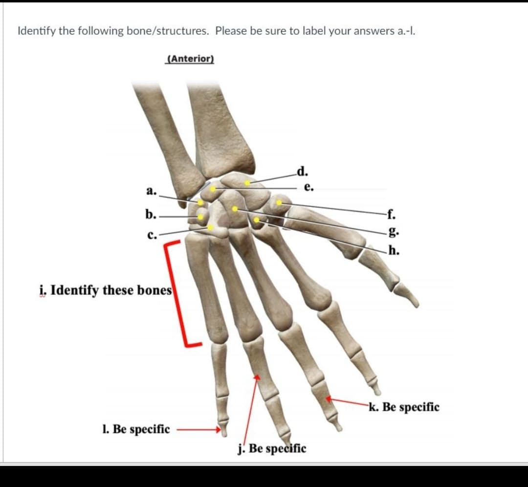 Identify the following bone/structures. Please be sure to label your answers a.-l.
a.
b.
c.
(Anterior)
i. Identify these bones
1. Be specific
d.
e.
j. Be specific
h.
k. Be specific
