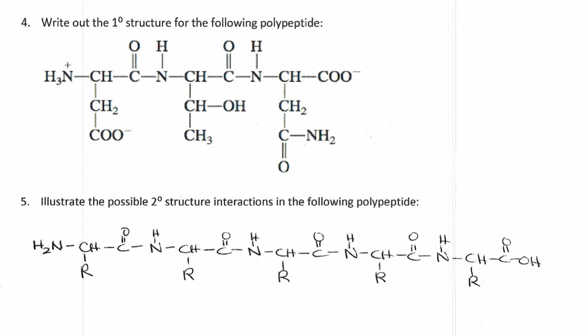 4. Write out the 10 structure for the following polypeptide:
H
Ο Η
+
||
H₂N-CH-C-N-CH-C-N-CH-COO
CH-OH CH₂
T
CH3
CH₂
COO™
H₂N-CH
R
5. Illustrate the possible 2° structure interactions in the following polypeptide:
& B- H &
-&-&-q²--&- $
N-CH-,
R
C−NH,
C-
·CH·
Ŕ
#-CH-E-OH
k