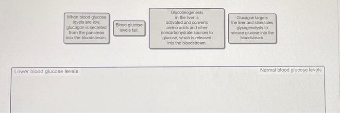 When biood glucose
levels are low,
glucagon is secreted
from the pancreas
into the bloodstream
Gluconeogenesis
in the liver is
activated and converts
amino acids and other
Glucagon targets
the liver and stimulates
gycogenolysis to
release glucose into the
bloodstream.
Blood glucose
levels tal
noncarbohydrate sources to
glucose, which is released
into the bloodstream.
Lower blood glucose levels
Normal blood glucose levels
