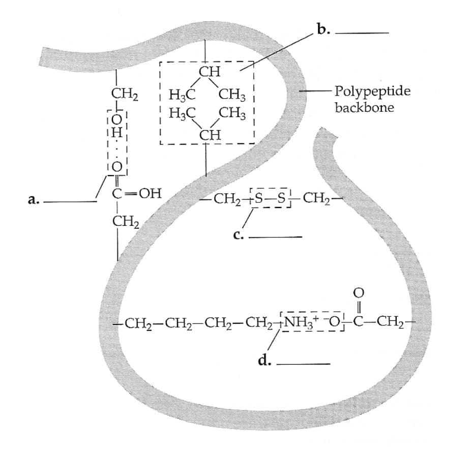 b.
CH
CH2
|
- Polypeptide
backbone
CH3
H;C CH3
CH
С —ОН
-CH2-S-SCH,-
а.
|
CH2
с.
-CH2-CH2-CH2-CH2¬NH3* O-C–CH,-
d..
