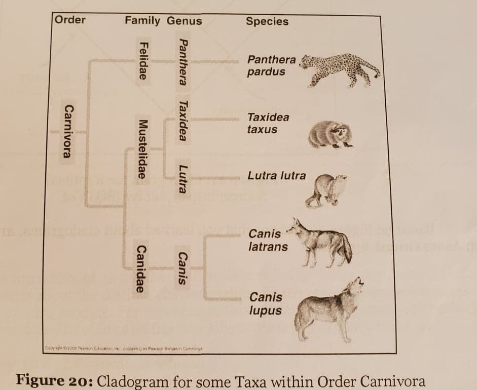 Order
Family Genus
Species
Panthera
pardus
Taxidea
taxus
Lutra lutra
Canis
latrans
Canis
lupus
Copyigt 020 Pah Ccat, li pubistig as Fraon Bern Cummunge
Figure 20: Cladogram for some Taxa within Order Carnivora
Panthera
Taxidea
Lutra
Canis
Felidae
Mustelidae
Canidae
Carnivora
