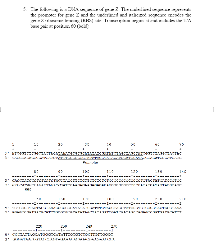 5. The following is a DNA sequence of gene Z. The underlined sequence represents
the promoter for gene Z and the underlined and italicized sequence encodes the
gene Z ribosome binding (RBS) site. Transcription begins at and includes the T/A
base pair at position 60 (bold)
1
10
20
30
10
50
60
70
I-------
-------I-
-I-
-I-
I-
----
-----
----
5' ATCGGTCTCGGCTACTACATAAACGCGCGCATATATCSGATATCTAGCTAGCTATOGGTCTAGGCTACTAC
3' TAGCCAGAGCCGATGATGTATTTGCGCGCSTATATAGCTATAGATCGATCGATAGCCAGATCCGATGATG
Promoter
80
90
100
110
120
130
140
I----
I---------I------.
-I---------I-
--
CAGGTATCGGTCTGATCTAGCTAGCTTCTCTICTCICTCTCCCCCGCGGGGGCTGTACTATCATGCGTCG
3' GTCCATAGCCAGACTAGATOGATCGAAGAGAAGAGAGAGAGGGGGCGCCCCCGACATGATAGTACGCAGC
RBS
170
-I-
150
160
180
190
200
210
--I-
-I-
-------I-
-I--
I---------I
TCTCGGCTACTACGTAAACGCGCGCATATATCGATATCTAGCTAGCTATCGGICTCGGCTACTACGTAAA
3' AGAGCCGATGATGCATTTGCGCGCGTATATAGCTATAGATCGATCGATAGCCAGAGCCGATGATGCATTT
220
230
240
250
I------
I-
-I-------
5' CCCTATTAGCATGGGTCATATITGTGTCTGCTTGTTGGGT
3' GGGATAATCGTACCCAGTAGAAACACAGACGAAGAACCCA
