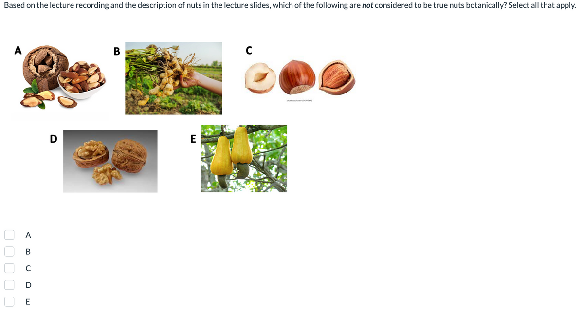 Based on the lecture recording and the description of nuts in the lecture slides, which of the following are not considered to be true nuts botanically? Select all that apply.
A
A
B
с
D
E
D
B
E
C
chustack.o-184344004)