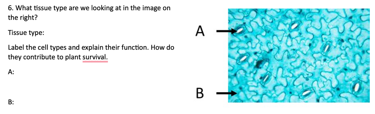 6. What tissue type are we looking at in the image on
the right?
Tissue type:
Label the cell types and explain their function. How do
they contribute to plant survival.
A:
B:
A->>>
B