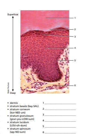 Superficial
Deep
• dermis
• stratum basale (bay-SAL)
• stratum corneum
(kor-NEE-um)
• stratum granulosum
(gran-you-LOW-sum)
• stratum lucidum
(LOU-sih-dum)
• stratum spinosum
(spy-NO-sum)
2
4
6.
Mek Niebon
